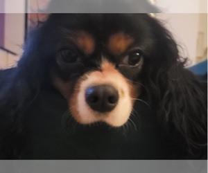 Cavalier King Charles Spaniel Dogs for adoption in LOS ANGELES, CA, USA