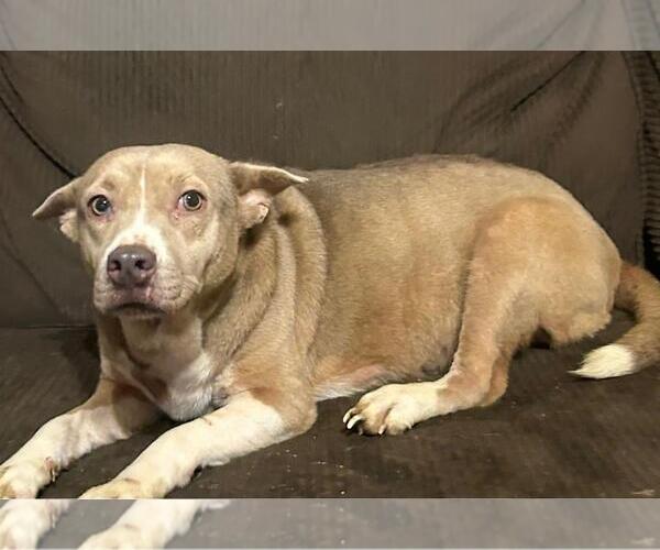 Medium Photo #3 Siberian Husky-Unknown Mix Puppy For Sale in Rockwall, TX, USA