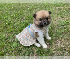 Pomeranian Puppy for Sale in MIDDLEBORO, Massachusetts USA