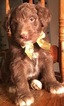 Small Photo #3 Aussiedoodle Puppy For Sale in ARBA, IN, USA