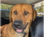 Small Mastiff-Rhodesian Ridgeback Mix