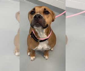 Boxer-Unknown Mix Dogs for adoption in St. Cloud, FL, USA