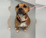 GIDEON - Male Boxer-Unknown Mix Dog for Adoption - Small photo
