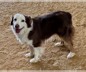 Australian Shepherd-Unknown Mix Dogs for adoption in Tabernash, CO, USA