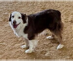 Small Australian Shepherd Mix