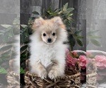 Small #4 Pomeranian