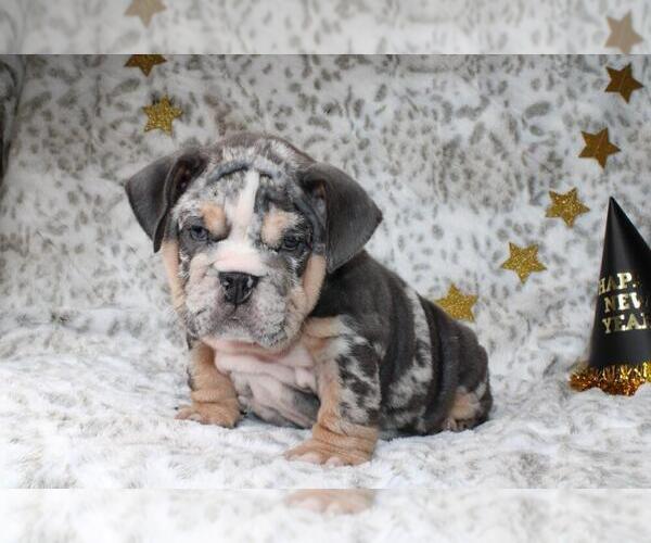 Medium Photo #3 English Bulldog Puppy For Sale in CHARLOTTE, NC, USA