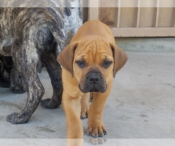 Medium Photo #1 Boerboel Puppy For Sale in ALBUQUERQUE, NM, USA