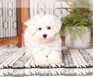 Maltichon Puppy for sale in NAPLES, FL, USA