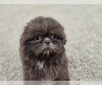 Small #13 Shih Tzu