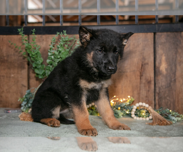 Medium Photo #19 German Shepherd Dog Puppy For Sale in MANTON, MI, USA