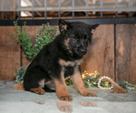 Small Photo #19 German Shepherd Dog Puppy For Sale in MANTON, MI, USA