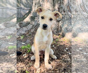 Labrador Retriever-Unknown Mix Dogs for adoption in Plainfield, IL, USA