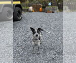 Small #1 Mutt