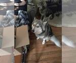Small Photo #1 Siberian Husky Puppy For Sale in TURNER, OR, USA