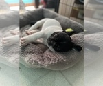 Small Photo #2 French Bulldog Puppy For Sale in YORKTOWN, IN, USA