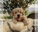 Small Photo #9 Goldendoodle-Poodle (Miniature) Mix Puppy For Sale in SQUAW VALLEY, CA, USA