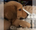 Small #11 Golden Retriever Mix