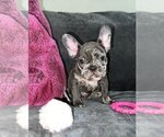 Small Photo #3 French Bulldog Puppy For Sale in TAMPA, FL, USA