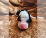 Small #7 Sheepadoodle