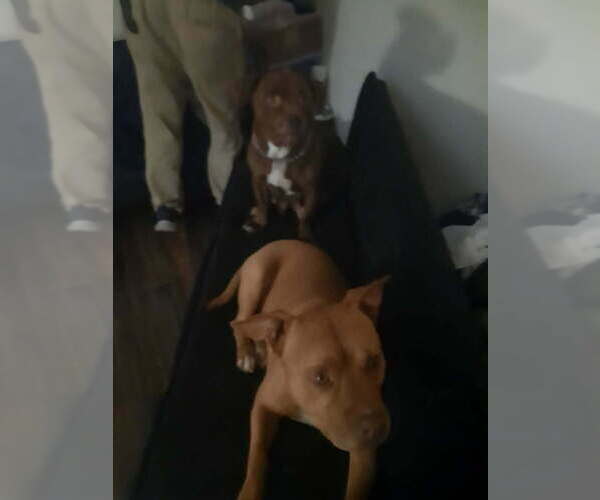 Medium Photo #1 American Pit Bull Terrier Puppy For Sale in FAYETTEVILLE, OH, USA
