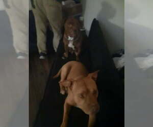 Father of the American Pit Bull Terrier puppies born on 06/26/2026