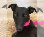Small Greyhound