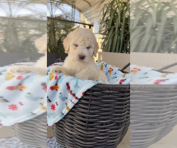 Medium Photo #7 Labradoodle Puppy For Sale in FRESNO, CA, USA