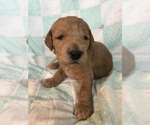 Medium Photo #5 Poodle (Standard) Puppy For Sale in LOWVILLE, NY, USA