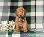 Small Photo #2 Goldendoodle (Miniature) Puppy For Sale in COCHRANVILLE, PA, USA