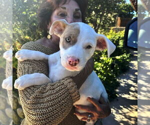 American Staffordshire Terrier-Labrador Retriever Mix Dogs for adoption in San Juan Capistrano, CA, USA