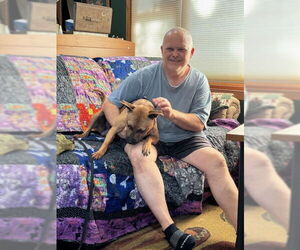 Amber - Female Mutt Dog for Adoption - Photo #15