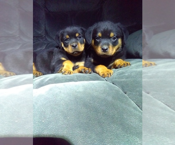 Medium Photo #2 Rottweiler Puppy For Sale in SHIPSHEWANA, IN, USA