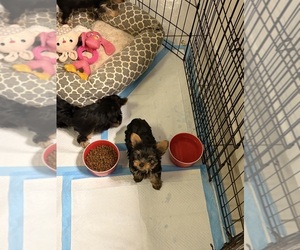 Medium Yorkshire Terrier
