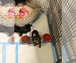 Puppy Elektra Yorkshire Terrier