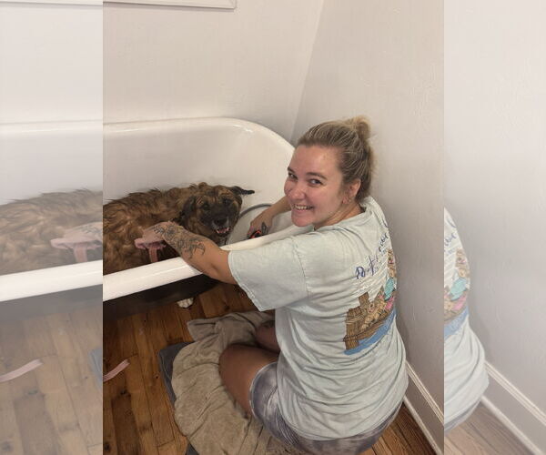 Medium Photo #8 Chow Chow-German Shepherd Dog Mix Puppy For Sale in Valrico, FL, USA