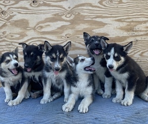 German Shepherd Dog-Siberian Husky Mix Puppy for sale in DETROIT, MI, USA