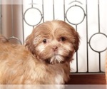 Small Photo #4 Shih Tzu Puppy For Sale in MOUNT VERNON, OH, USA