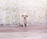 Small Photo #2 Malchi-Poodle (Toy) Mix Puppy For Sale in FULLERTON, CA, USA