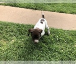 Small Photo #12 German Shorthaired Pointer Puppy For Sale in AMARILLO, TX, USA