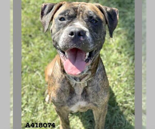 Medium Photo #2 Boxer-Unknown Mix Puppy For Sale in Conroe, TX, USA