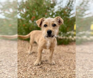 Mutt Dogs for adoption in PIPE CREEK, TX, USA