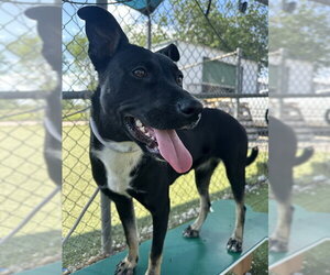 Labrador Retriever-Unknown Mix Dogs for adoption in Pasadena, TX, USA