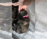 Puppy Puppy 5 German Shepherd Dog