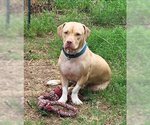 Small #2 American Pit Bull Terrier-American Staffordshire Terrier Mix