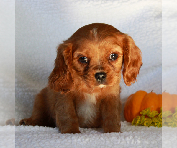 Medium Photo #4 Cavalier King Charles Spaniel Puppy For Sale in GORDONVILLE, PA, USA
