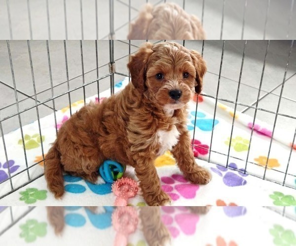 Medium Photo #6 Cavapoo (Miniature)-Poodle (Toy) Mix Puppy For Sale in ORO VALLEY, AZ, USA