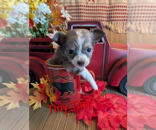 Medium Photo #2 Chihuahua Puppy For Sale in LEBANON, PA, USA