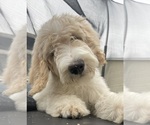 Puppy Asher Goldendoodle
