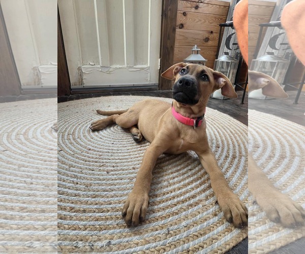 Medium Photo #3 Mastiff-Unknown Mix Puppy For Sale in Oro Medonte, Ontario, Canada